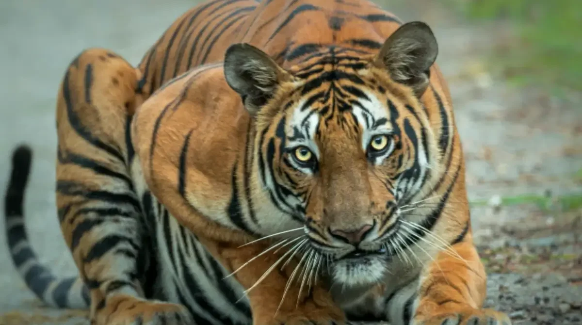 In the Realm of Tigers: A Jungle Safari Experience